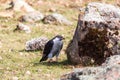 Augur Buzzard, Bale National Park, Ethiopia, Africa wildlife Royalty Free Stock Photo