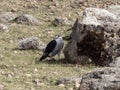 Augur Buzzard, Buteo augur, Bale National Park, Ethiopia Royalty Free Stock Photo