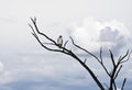 TheÂ augur buzzardÂ (Buteo augur) is a fairly largeÂ AfricanÂ bird of prey Royalty Free Stock Photo