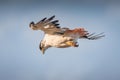 Augur Buzzard Buteo augur in flight over grassland, Ngorongoro Crater, Tanzania Royalty Free Stock Photo