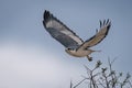 Augur buzzard flies over bush lifting wings Royalty Free Stock Photo