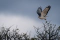 Augur buzzard flies over bush raising wings Royalty Free Stock Photo