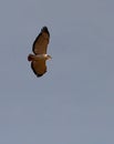 An Augur Buzzard on flight Royalty Free Stock Photo