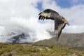 Augur buzzard in flight in Ethiopian highlands