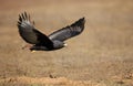 Augur buzzard in flight in Ethiopian highlands Royalty Free Stock Photo