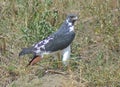 Augur buzzard in Kenya Royalty Free Stock Photo