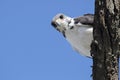 Augur buzzard looking in curious way to the Camera. Royalty Free Stock Photo