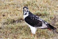 Augur Buzzard in Ngorongoro