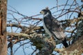 Augur buzzard perched on branch facing left Royalty Free Stock Photo