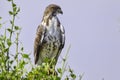 Augur Buzzard Perched Royalty Free Stock Photo