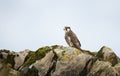 Augur Buzzard perched on a rock Royalty Free Stock Photo