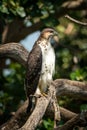Augur buzzard perches on branch with catchlight Royalty Free Stock Photo