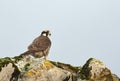 Augur buzzard sitting on the rocks against blue sky Royalty Free Stock Photo