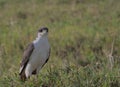 augur buzzard stands alert on the gound in the wild ngorongoro crater, tanzania Royalty Free Stock Photo