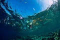 August 28, 2018. Bali, Indonesia. Underwater ocean with plastic and plastic bags, ecological problem