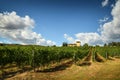 12 August 2017: Beautiful Vineyard with blue cloudy sky in Chianti region. Located near Florence, Tuscany. Royalty Free Stock Photo