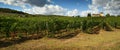 12 August 2017: Beautiful Vineyard with blue cloudy sky in Chianti region. Located near Florence, Tuscany. Royalty Free Stock Photo