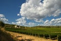 12 August 2017: Beautiful Vineyard with blue cloudy sky in Chianti region. Located near Florence, Tuscany. Royalty Free Stock Photo