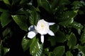 August Beauty Gardenia 846464