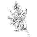 August birth flower, August birth flower tattoo, August birth flower drawings, august birth flower tattoo black and white,