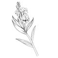 gladiolus august birth month flower, gladiolus august birth flower drawing, outline gladiolus drawing