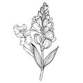 August birth flower flash tattoo designs, stock line drawing coloring pages, gladius August birth flower