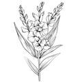 august birth flower tattoo black and white, august birth flower gladiolus, gladiolus vector illustration Royalty Free Stock Photo