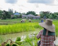 View of workers on the rice field during work Royalty Free Stock Photo