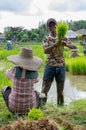 Relaxed working on the rice field