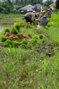 Workers in the rice field thailand Royalty Free Stock Photo