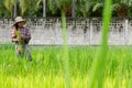 Myanmar woman working in a ricefield in thailand