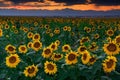 August Sunflowers In Colorado