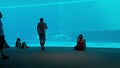 Dolphins that perform evolutions inside the Aquarium of Genoa in vertical 4k