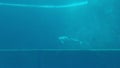 Dolphins that perform evolutions inside the Aquarium of Genoa in vertical 4k