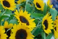 August flower market in Redmond town center Royalty Free Stock Photo