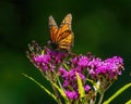 Monarch Nectaring on Purple Wildflower