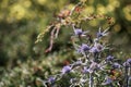 August in the garden, bee on a thistle flower, bokeh