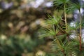 August in the garden, branches and needles of umbrella-pine Royalty Free Stock Photo