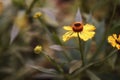 August in the garden, a common sneezeweed flower, bokeh