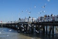 Gdask, Poland, view of the Sopot embankment on the Baltic Sea. People feed the seagull birds Royalty Free Stock Photo