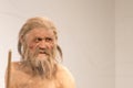 Life-scale reproduction of Iceman Ãâtzi at the archaeological museum of Bolzano, Italy Royalty Free Stock Photo