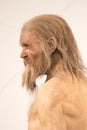 Life-scale reproduction of Iceman Ãâtzi at the archaeological museum of Bolzano, Italy Royalty Free Stock Photo