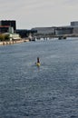 Male stand up paddle sail board in Copenhagen canal in capital