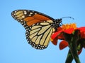 August Monarch Butterfly Feeding on the Nectar