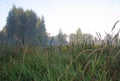 August. The morning meadow.