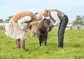 Shetland pony being judged at a show