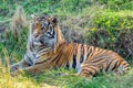 Captive Sumatran Tigers Rests in the Shade