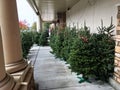 Kroger grocery store Christmas Trees on the sidewalk Royalty Free Stock Photo