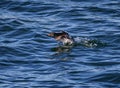 Auklet Bird in water Royalty Free Stock Photo