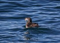 Auklet Bird with fish in mouth Royalty Free Stock Photo